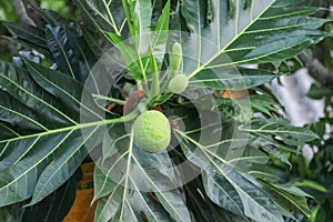 Breadfruit Artocarpus altilis