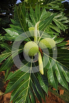 Breadfruit (Artocarpus altilis) photo