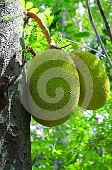 Breadfruit (Artocarpus altilis)