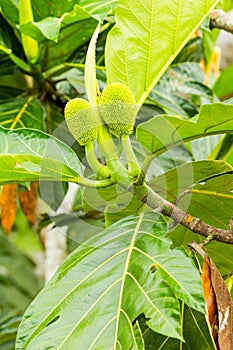 Breadfruit Artocarpus Altilis