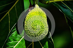 Breadfruit or Artocarpus altilis on a tree photo