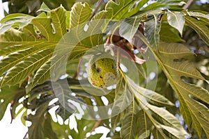 Breadfruit (Artocarpus altilis)