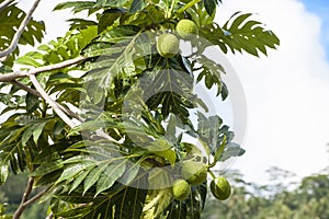 Breadfruit