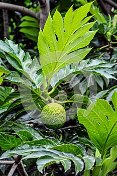 Breadfruit