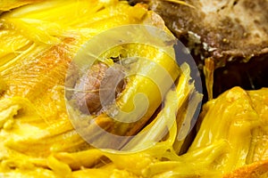 Breadfruit Close Up photo