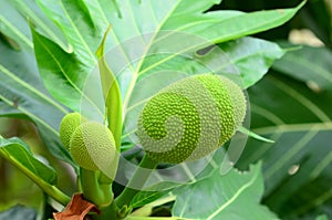 Breadfruit the fruit tree is translated into three meals. And medicines.