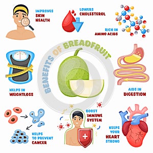 Breadfruit health benefits, icons set. Superfood rich of aminoacids for wellness. Healthy eating, vector illustration