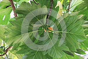 Breadfruit leaf Artocarpus altilis