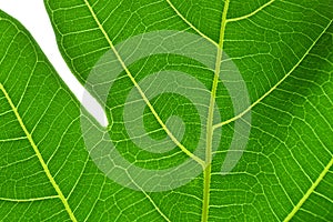 Breadfruit leaf