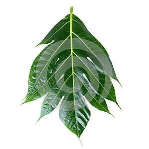 breadfruit leaf isolated on a white background