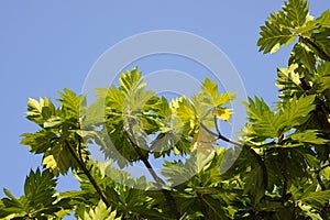 Breadfruit leaves