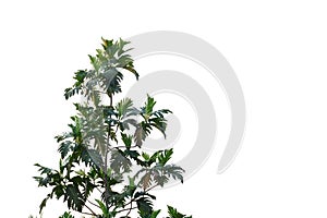 Breadfruit leaves with branches on white isolated background for green foliage backdrop