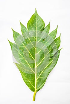 Breadfruit leaves