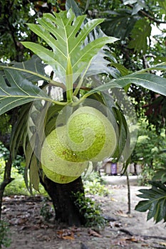 Breadfruit - Madagascar