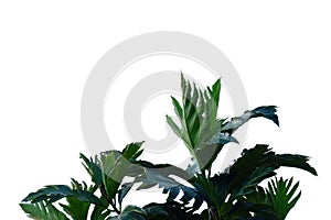 Breadfruit plant with leaves branches on white isolated background for green foliage backdrop