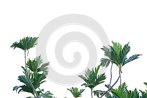 Breadfruit plant leaves with branches on white isolated background for green foliage backdrop