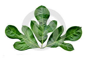 Breadfruit plant leaves with branches on white isolated background for green foliage backdrop