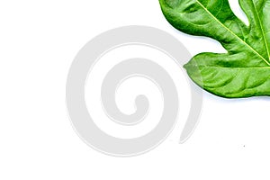 Breadfruit plant leaves with branches on white isolated background for green foliage backdrop