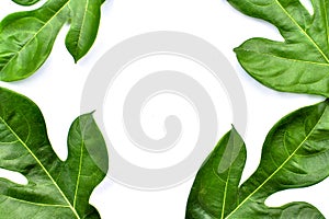 Breadfruit plant leaves with branches on white isolated background for green foliage backdrop