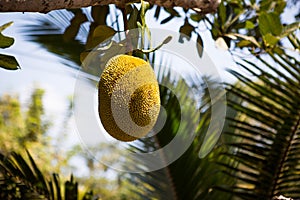 Breadfruit ripens on the branch of a tropical tree.