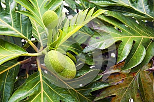 Breadfruit on the tree photo