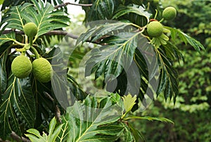 Breadfruit tree photo