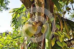 Breadfruit tree