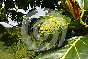 Breadfruit tree photo