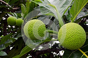 Breadfruit Tree photo