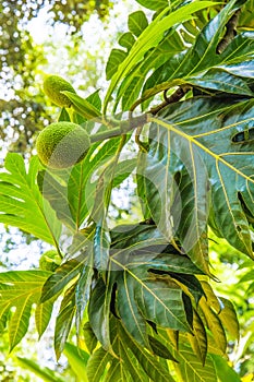 Breadfruit tree Artocarpus altilis with juicy fruits in Africa. Green background, big leaves. Exotic vegetarian food and travel