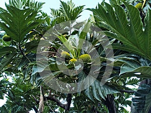 Breadfruit Tree (Artocarpus altilis), Moraceae family. photo