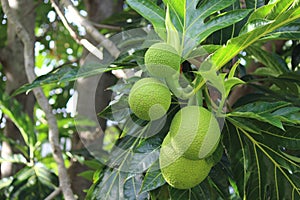 Breadfruit on tree photo