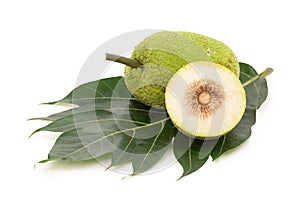 Breadfruit tree, Breadnut tree or  Artocarpus altilis fruits and green leaf isolated on white background with clipping path