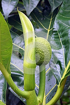 Breadfruit Tree, Caribbean