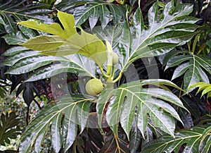 Breadfruit Tree, Caribbean