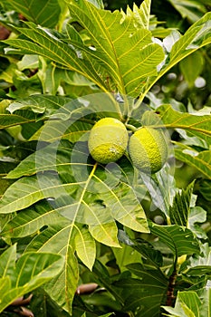 Breadfruit tree with fruits