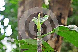 breadfruit tree in a park