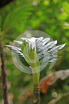 breadfruit tree in a park