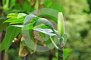 breadfruit tree in a park