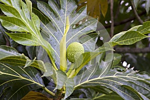 Breadfruit tree photographed in Bayamon Puerto Rico