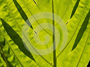 Breadfruit Tree Texture Leaf