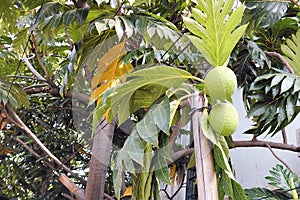 breadfruit tree