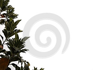 Breadfruit  tree on white background