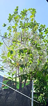 Breadfruit trees Artocarpus altilis