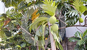 breadfruit