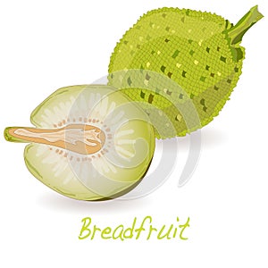 Breadfruit vector photo