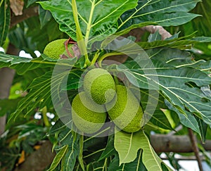 Breadfruit;young fruit jackfruit
