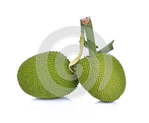 Breadfruit;young fruit jackfruit on white background