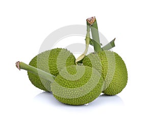 Breadfruit;young fruit jackfruit on white background