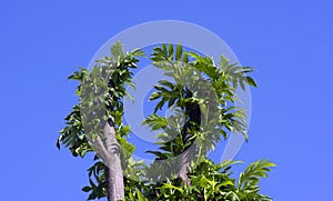 Breadfruits Artocarpus altilis plant with blue sky background